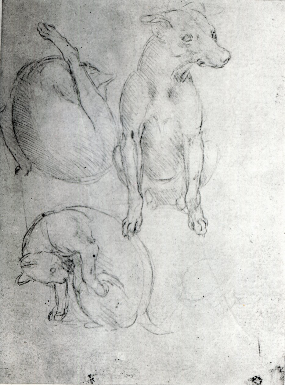 Studie psa a kočky, c.1480 (kovová jehla na papíře) od Leonardo da Vinci