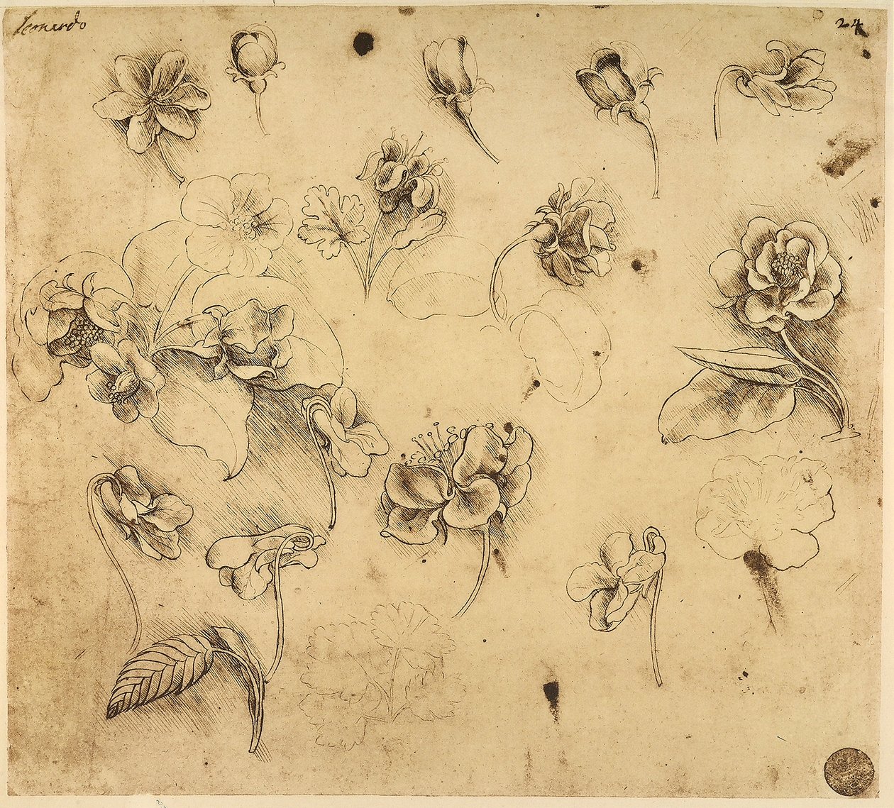 Studie květin, kresba perem na žlutém papíře, se známkami preparace stříbrného hrotu, od Leonarda da Vinciho, zachovalá v Galerii Akademie, Benátky. od Leonardo da Vinci