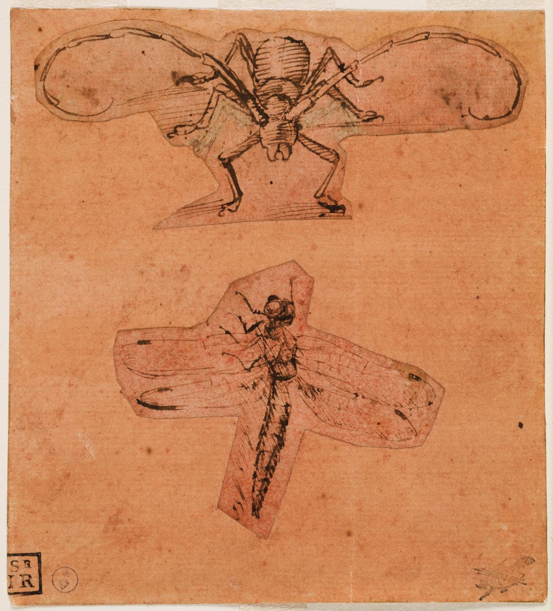 Studium hmyzu, c. 1480 (horní kresba) a c. 1503-1505 (dolní kresba) (pero a tuš na připraveném červeném papíře, kresby vystřižené a nalepené) od Leonardo da Vinci