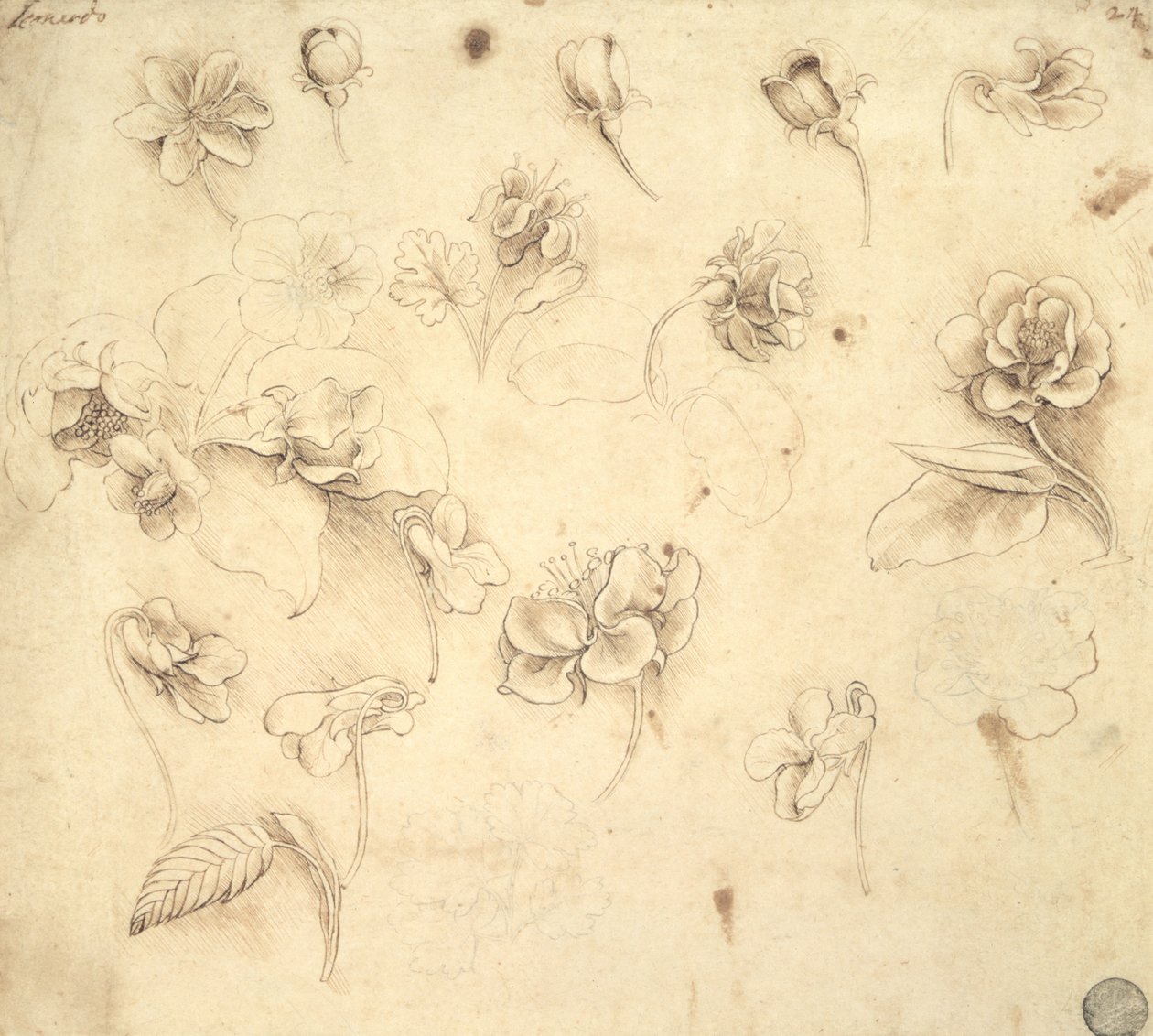 Studium květů trávovitých rostlin (Briza Maxima) c.1481-83 od Leonardo da Vinci