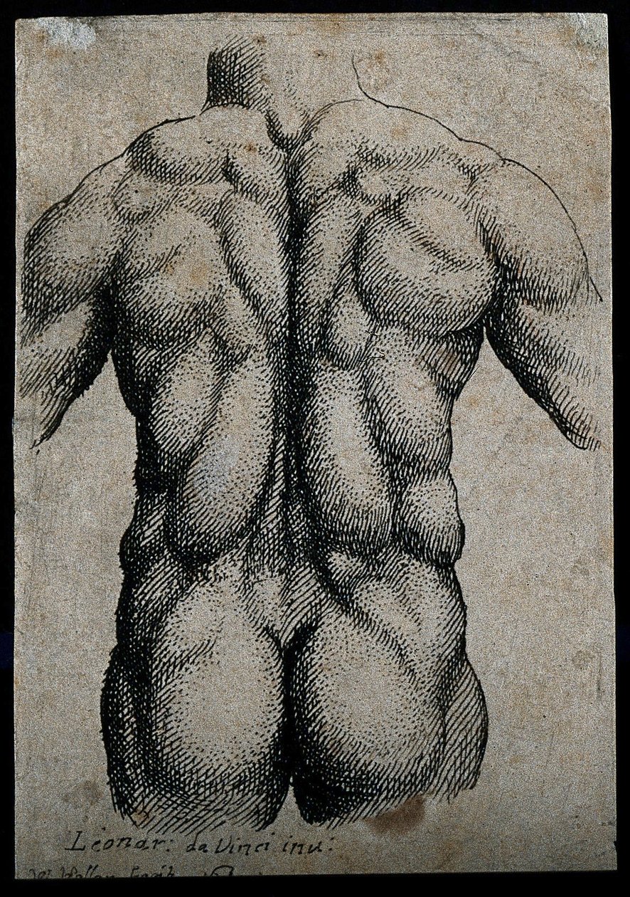Torzo muže při pohledu zezadu se zdůrazněnými svaly od Leonardo da Vinci