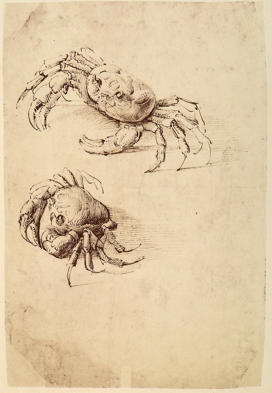 Dva krabi; kresba perem na bílém papíře od Leonarda da Vinciho zachovaná v muzeu Wallraf-Richartz v Kolíně nad Rýnem. od Leonardo da Vinci