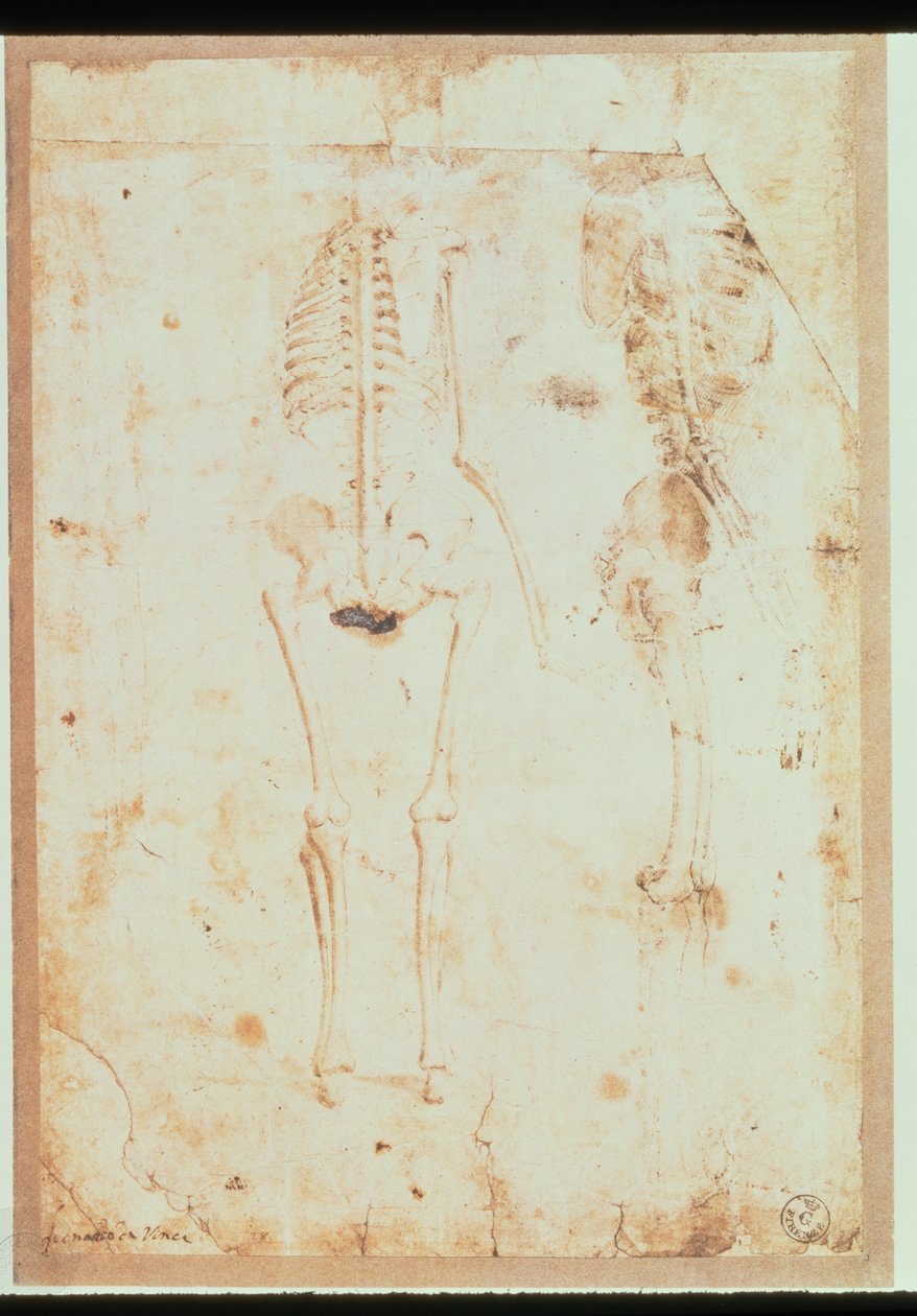 Dvě studie visící kostry (pero a inkoust s praním) od Leonardo da Vinci