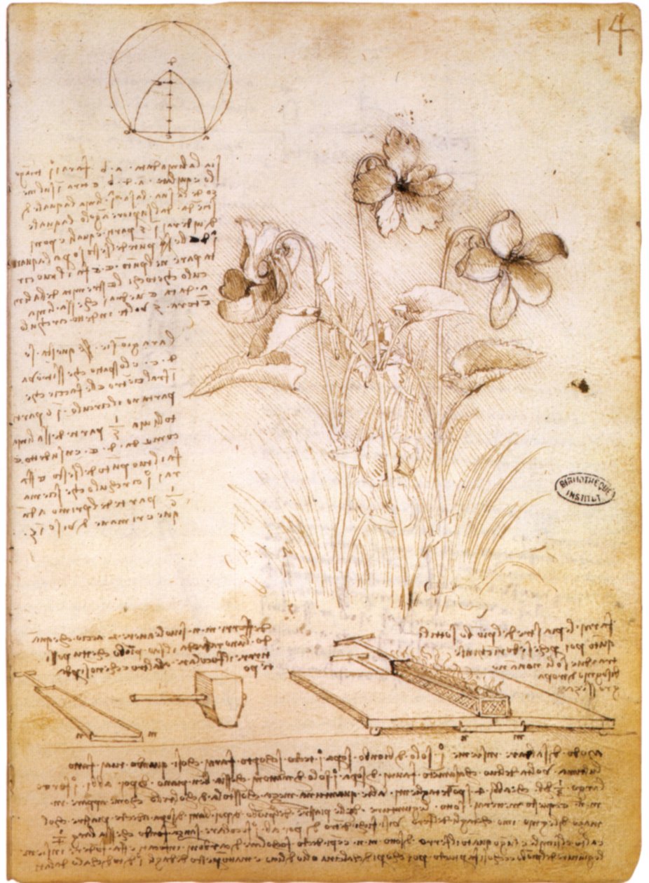 geometrické obrazce a botanická kresba od Leonardo da Vinci