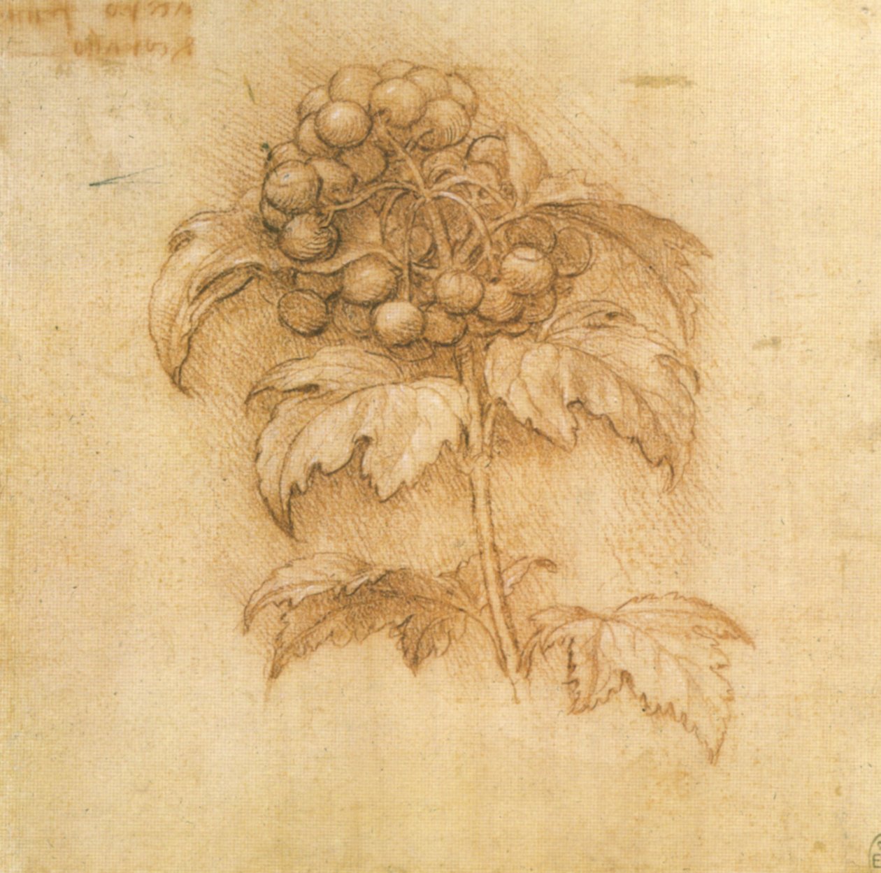 brusinka od Leonardo da Vinci