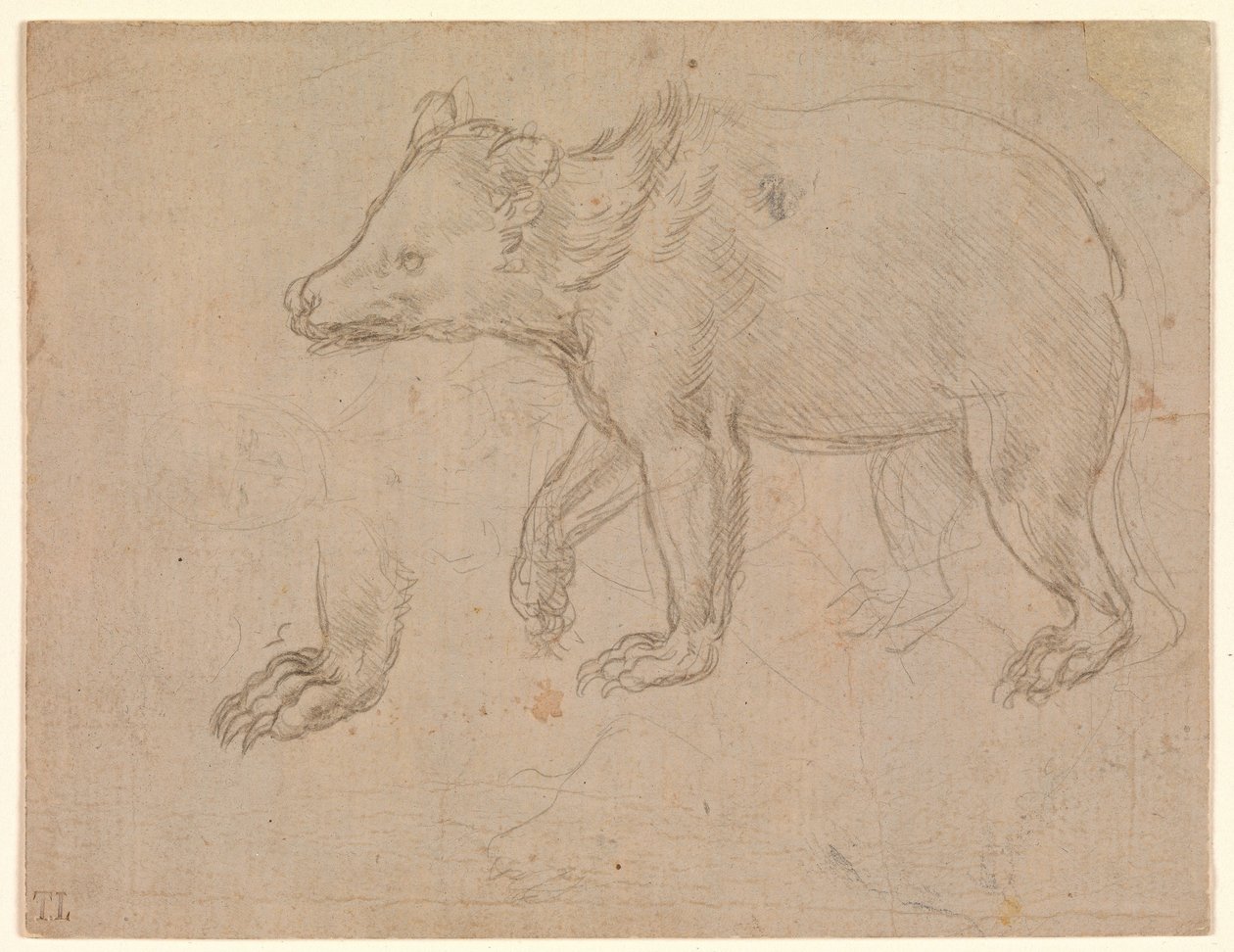 Medvěd na procházce od Leonardo da Vinci