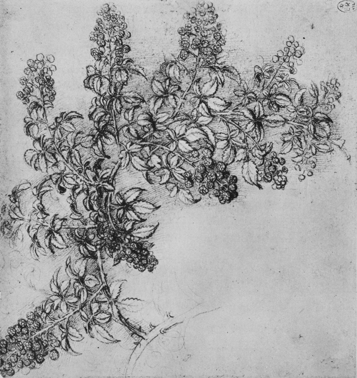 A Branch of Blackberry, c1480 1945 od Leonardo da Vinci