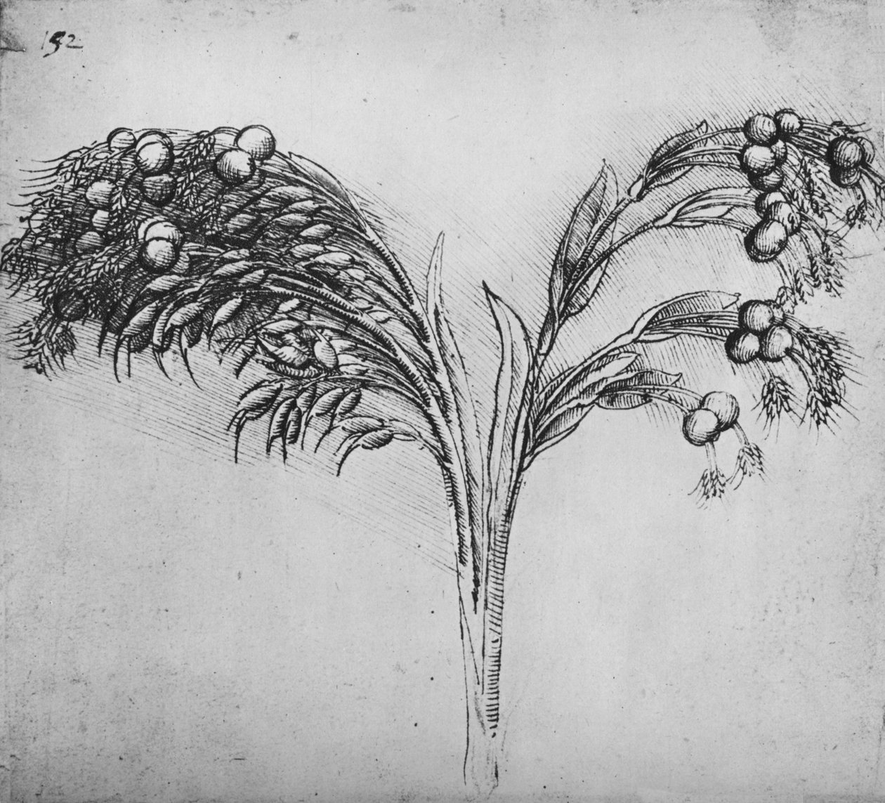 Rostlina s dlouhou stopkou, c1480 1945 od Leonardo da Vinci
