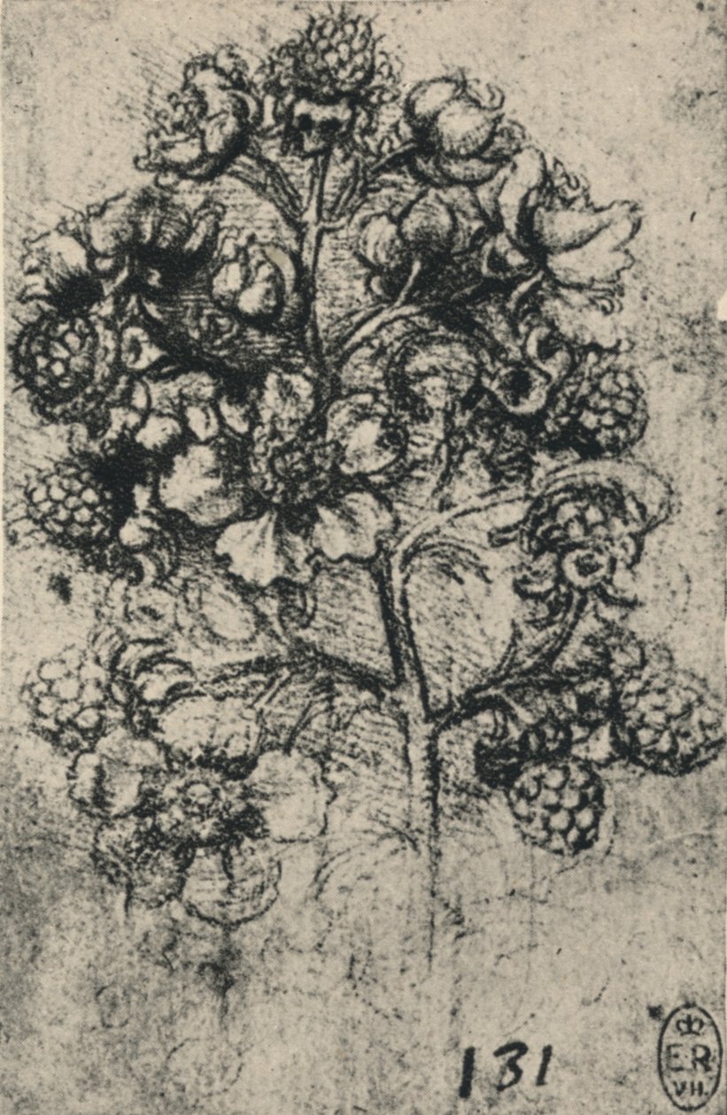 Spray of Brambles, c1480 1945 od Leonardo da Vinci