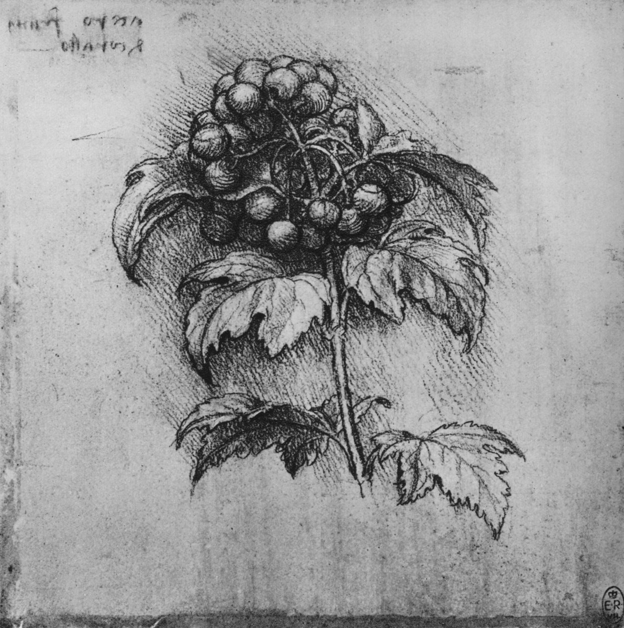 Sprej rostliny, c1480 1945 od Leonardo da Vinci