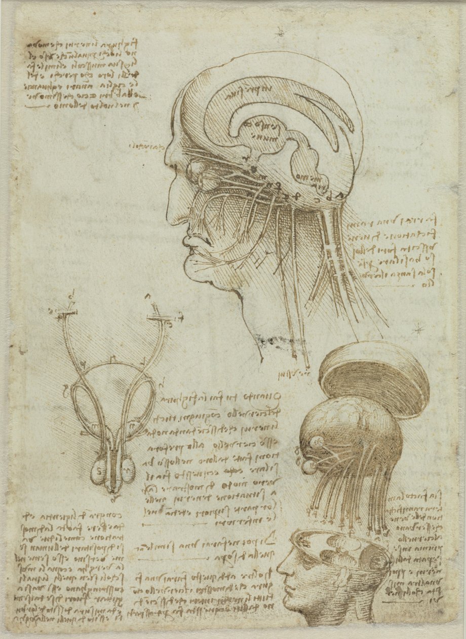 Rukopisný list s anatomickými kresbami a poznámkami, 1506-1508. od Leonardo da Vinci