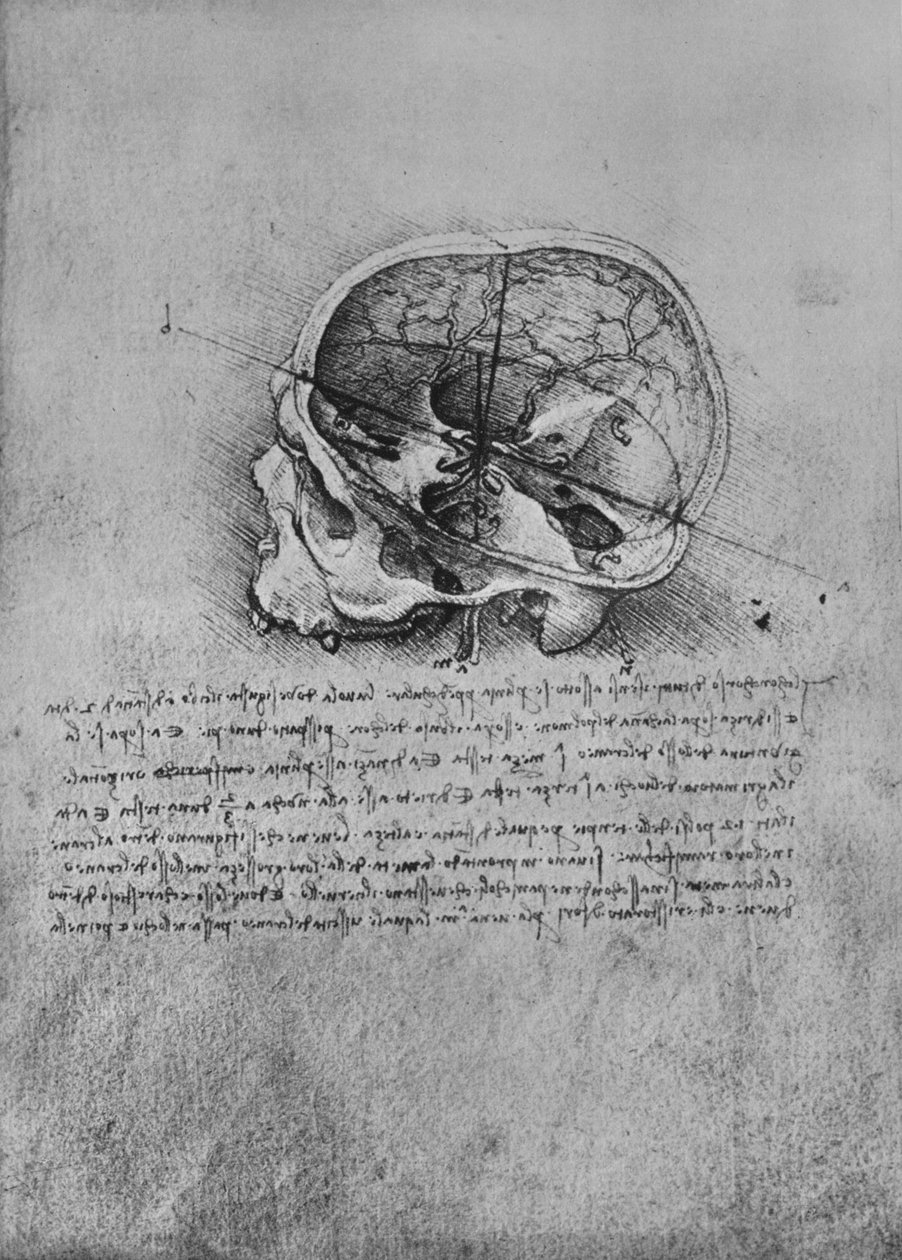 Anatomická kresba lebky vlevo, c1480 1945 od Leonardo da Vinci