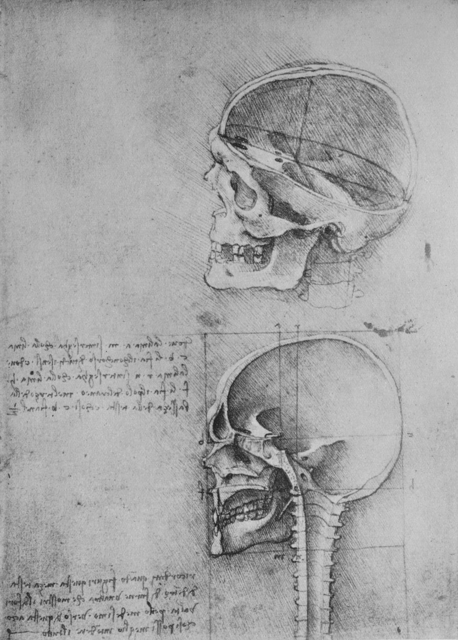 Anatomické kresby dvou lebek v profilu vlevo, c1480 1945 od Leonardo da Vinci