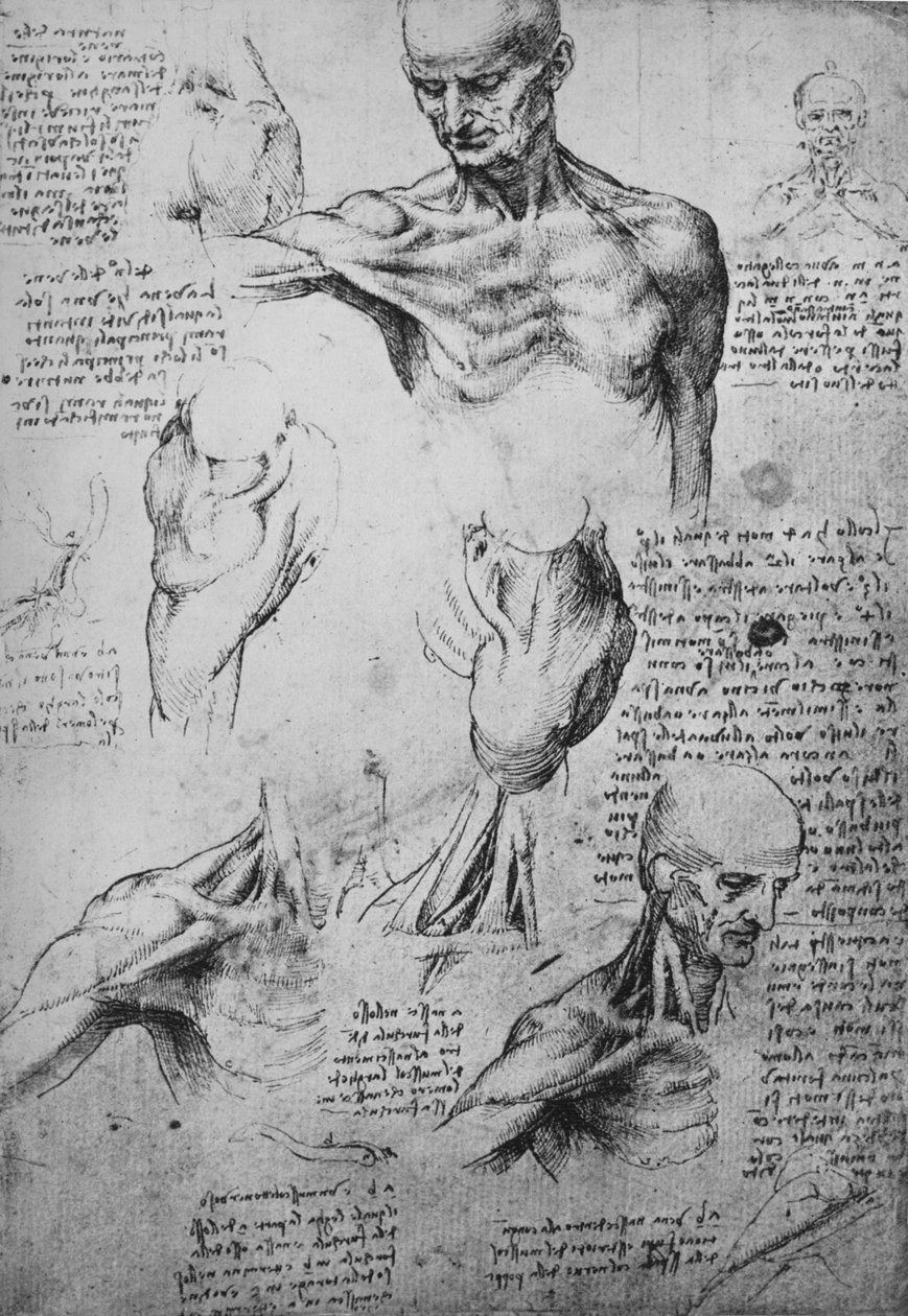 Anatomické kresby mužského krku a ramen, c1480 1945 od Leonardo da Vinci