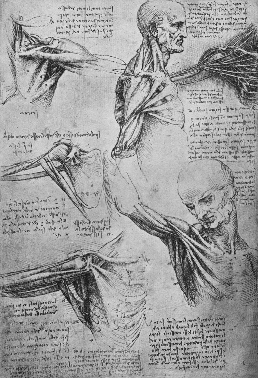 Anatomické studie mužského krku a ramen, c1480 1945 od Leonardo da Vinci