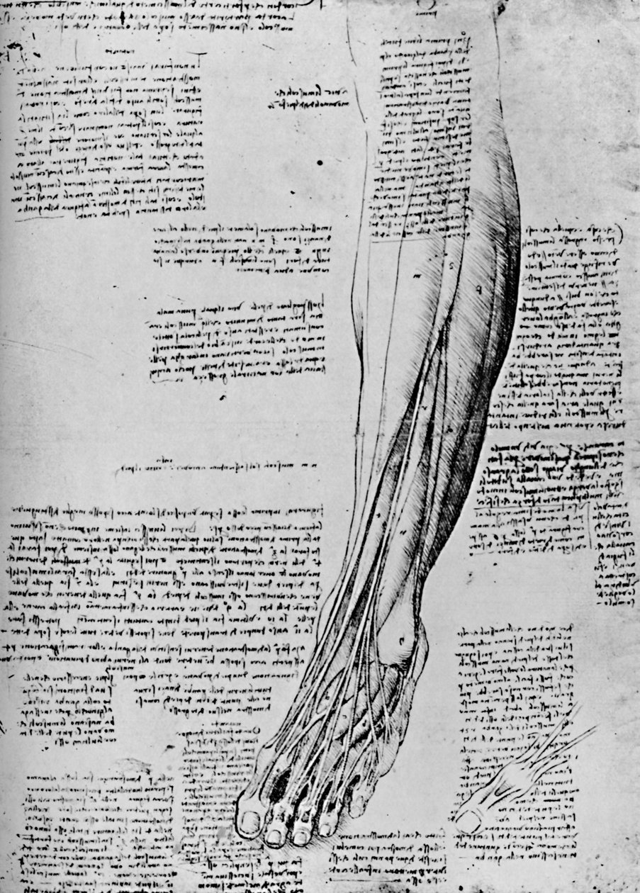 Anatomická studie svalů nohy, 1928 od Leonardo da Vinci