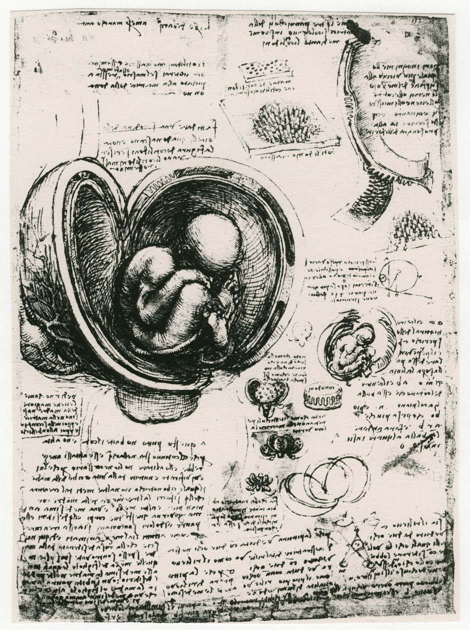 Anatomický náčrt lidského plodu v děloze, c1510 od Leonardo da Vinci