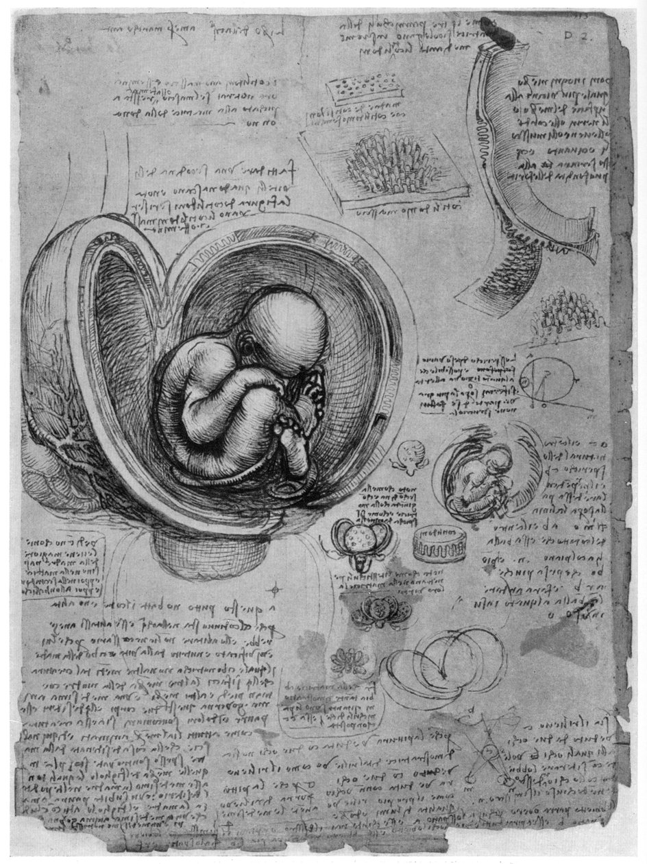 Anatomický náčrt lidského plodu v děloze, c1510 1954 od Leonardo da Vinci