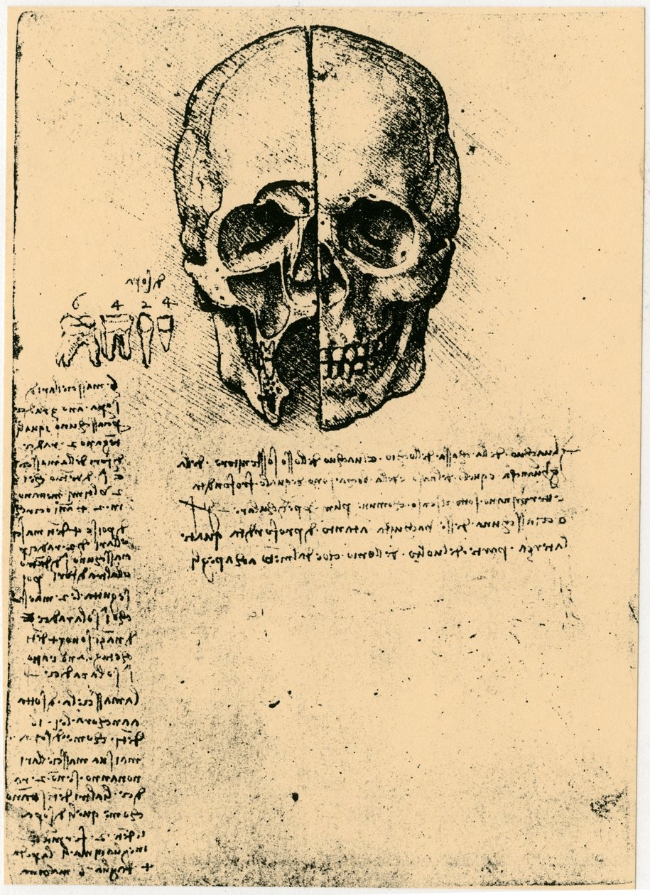 Anatomický náčrt lidské lebky, c1472-1519 od Leonardo da Vinci