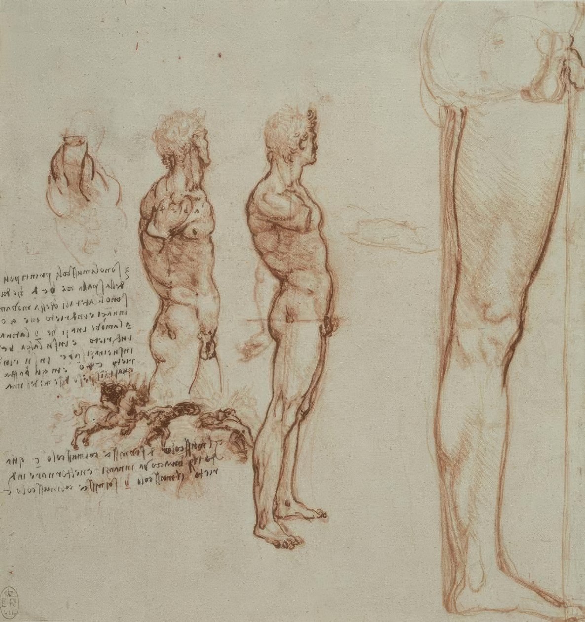 Anatomiestudien od Leonardo da Vinci