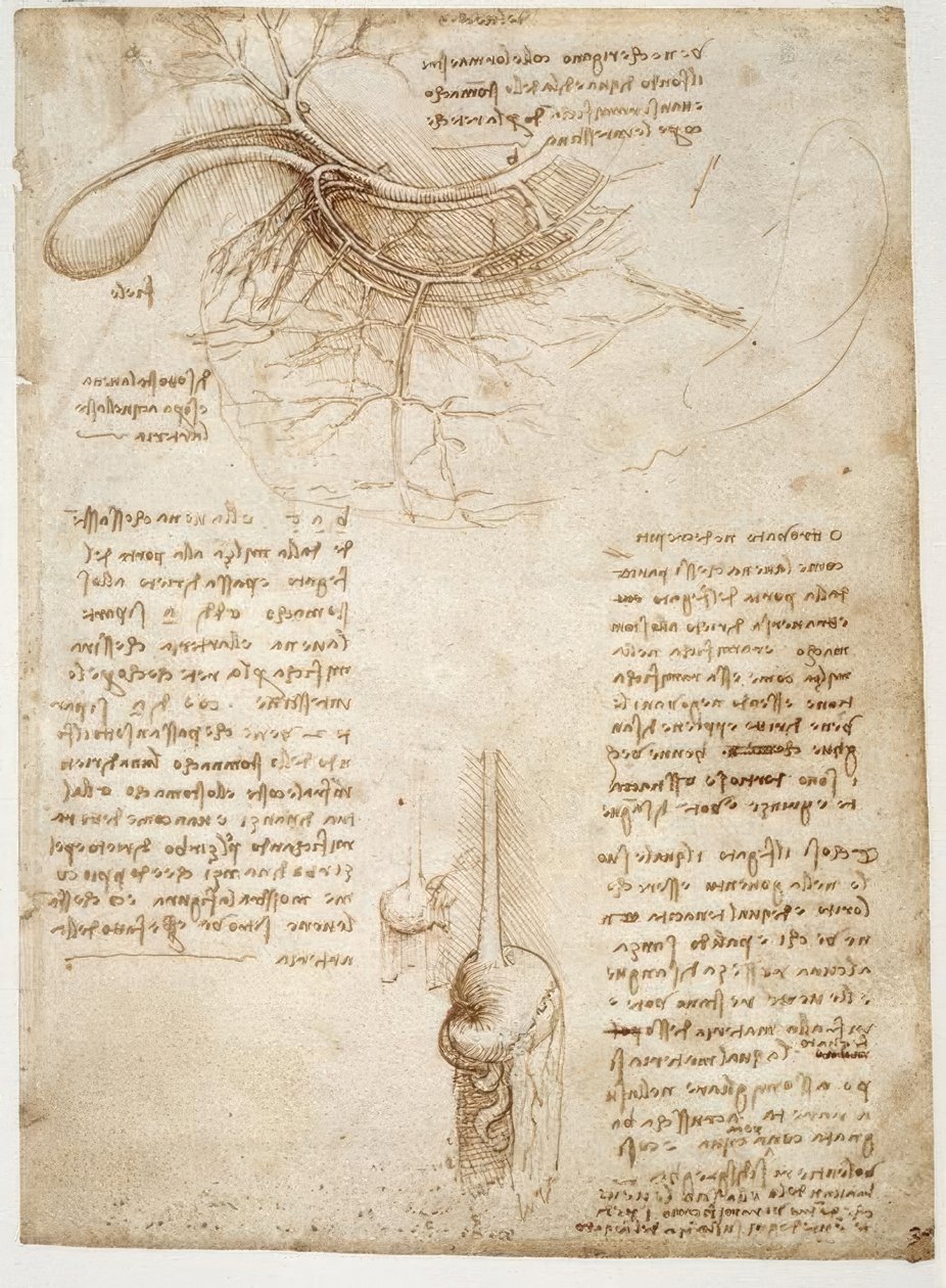 Anatomiestudien od Leonardo da Vinci