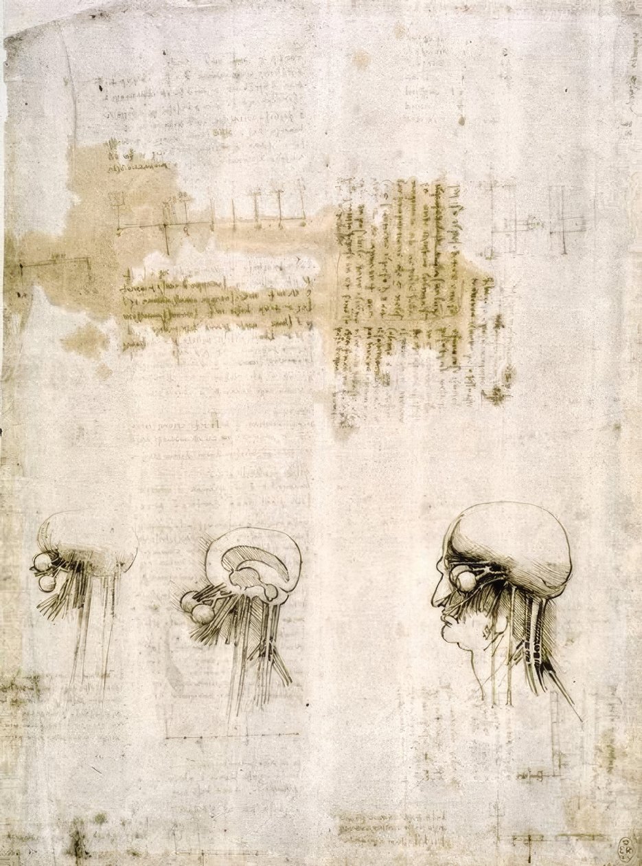 Anatomiestudien od Leonardo da Vinci