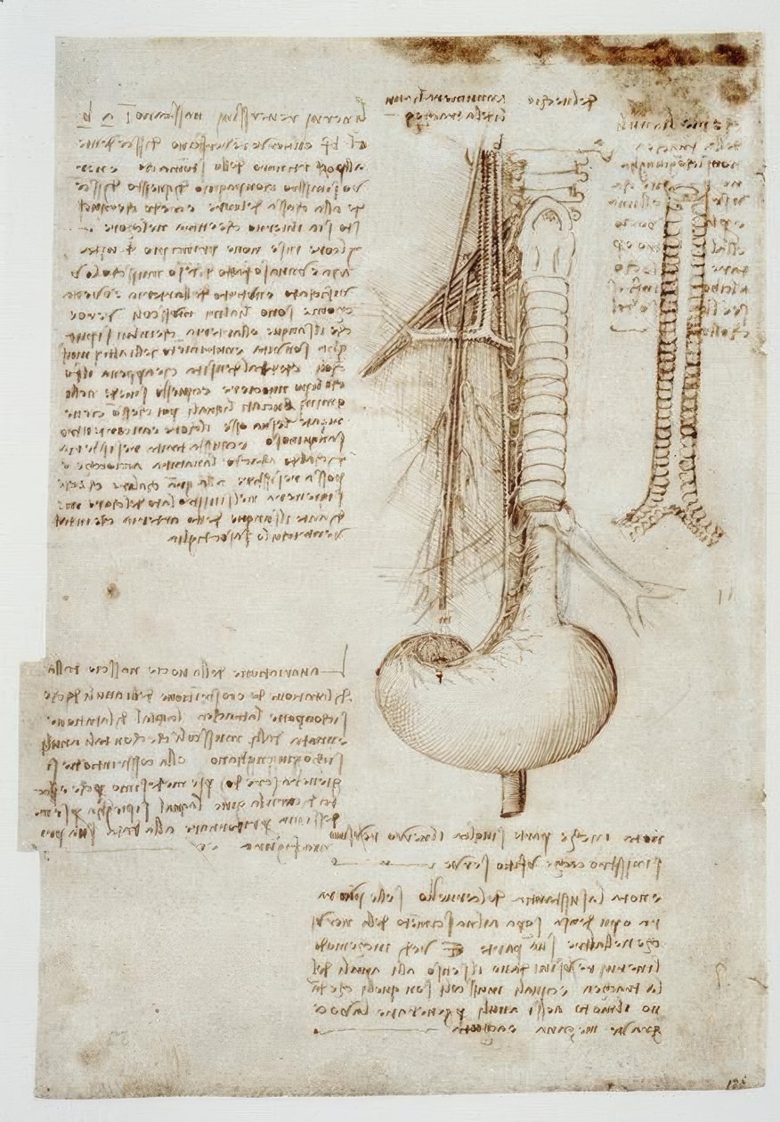 Anatomiestudien od Leonardo da Vinci