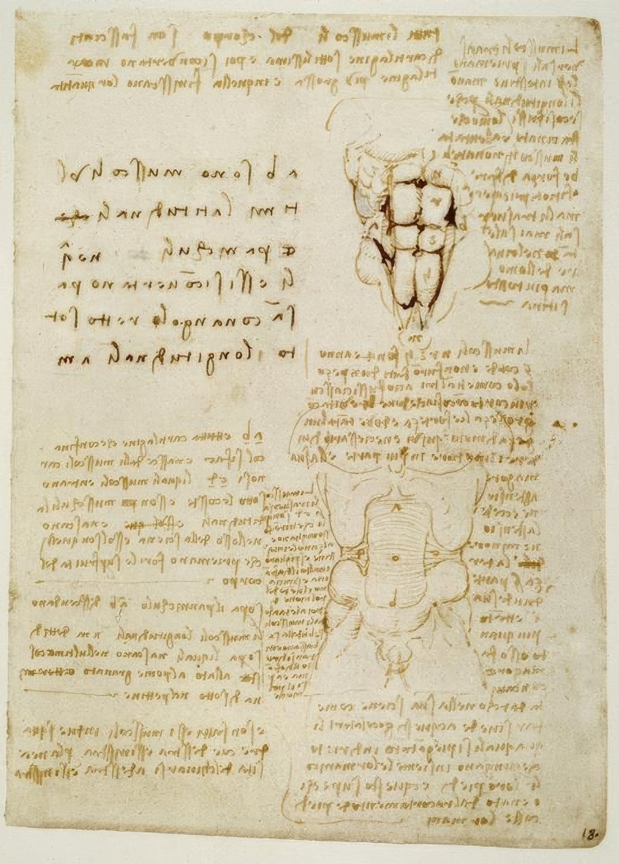 Anatomiestudien od Leonardo da Vinci