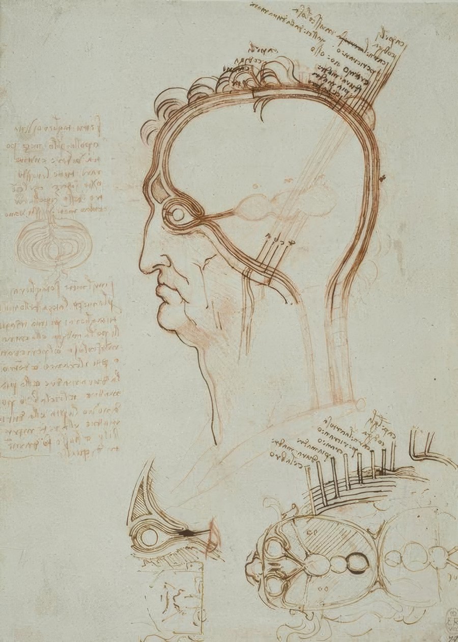 Anatomiestudien od Leonardo da Vinci