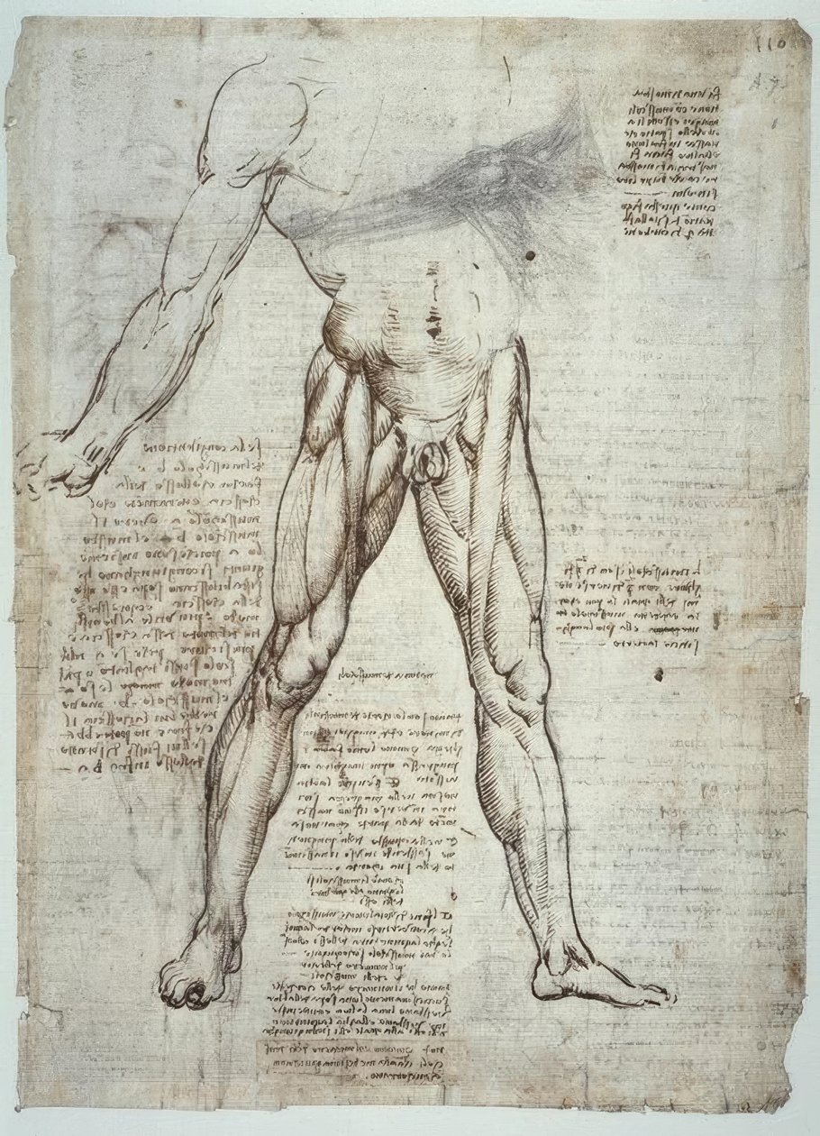 Anatomiestudien od Leonardo da Vinci