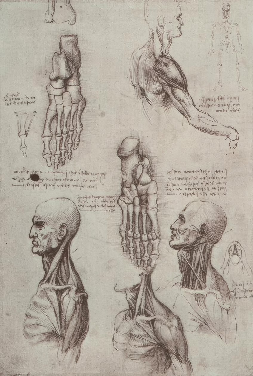 Anatomiestudien od Leonardo da Vinci