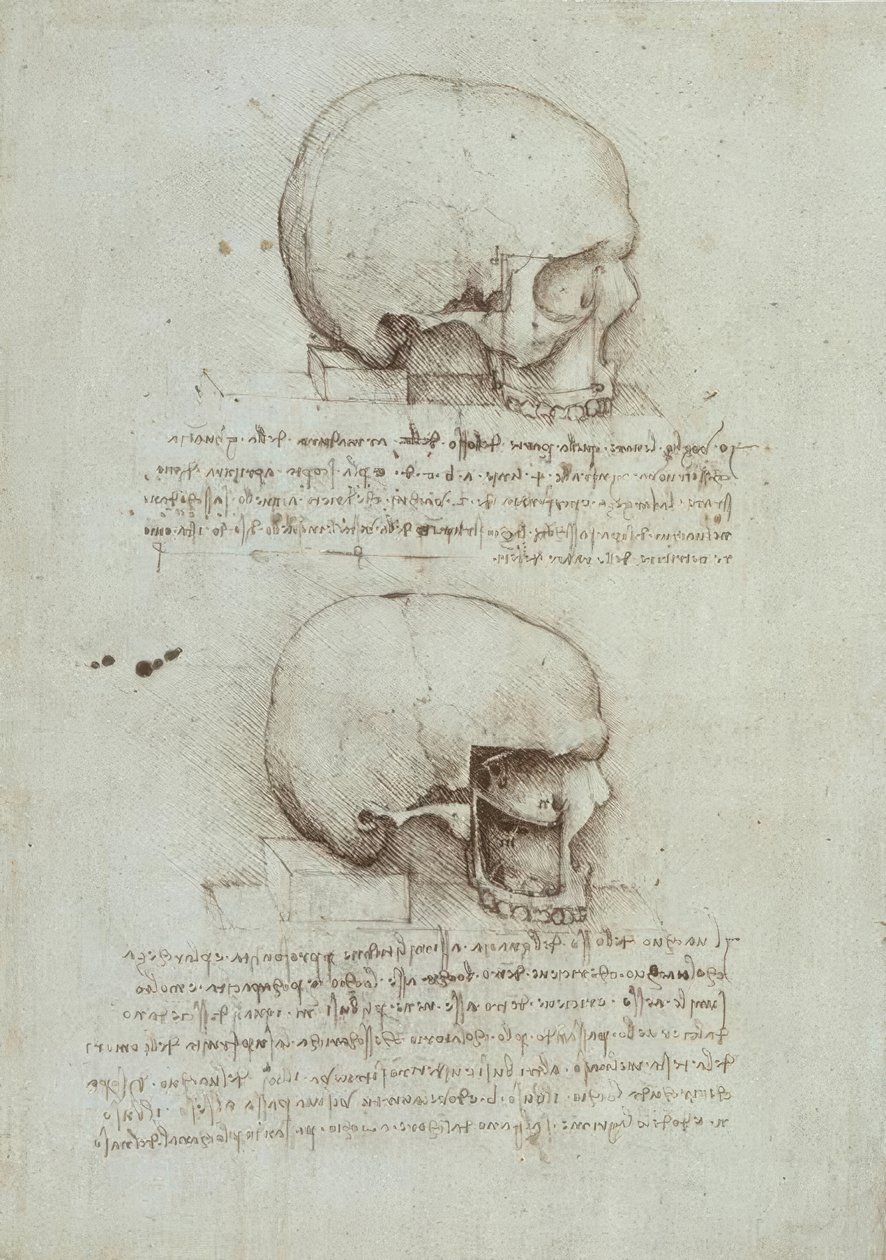 Anatomiestudien od Leonardo da Vinci