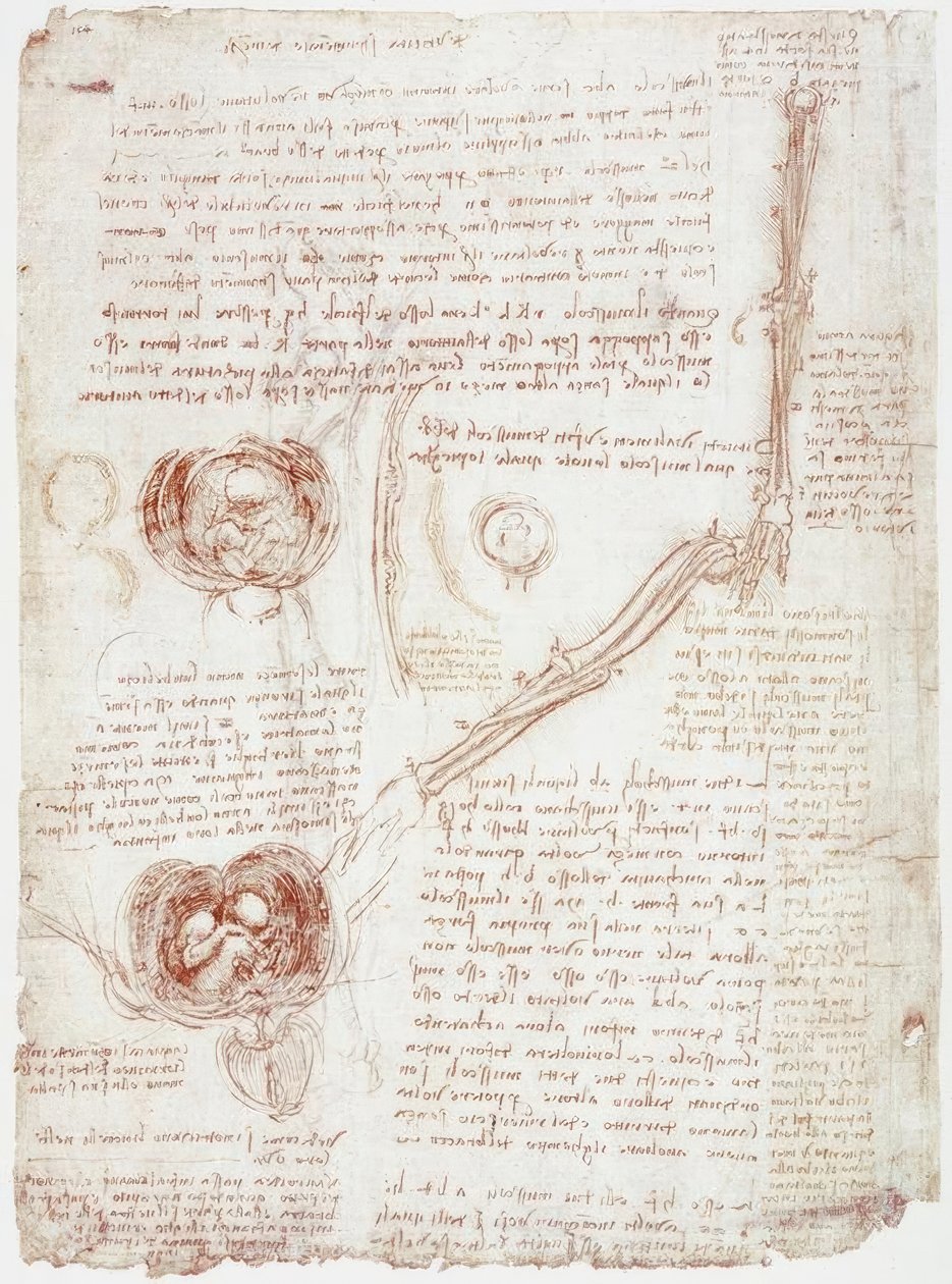 Anatomické studie: Pohyb loketního kloubu / plodu v děloze od Leonardo da Vinci