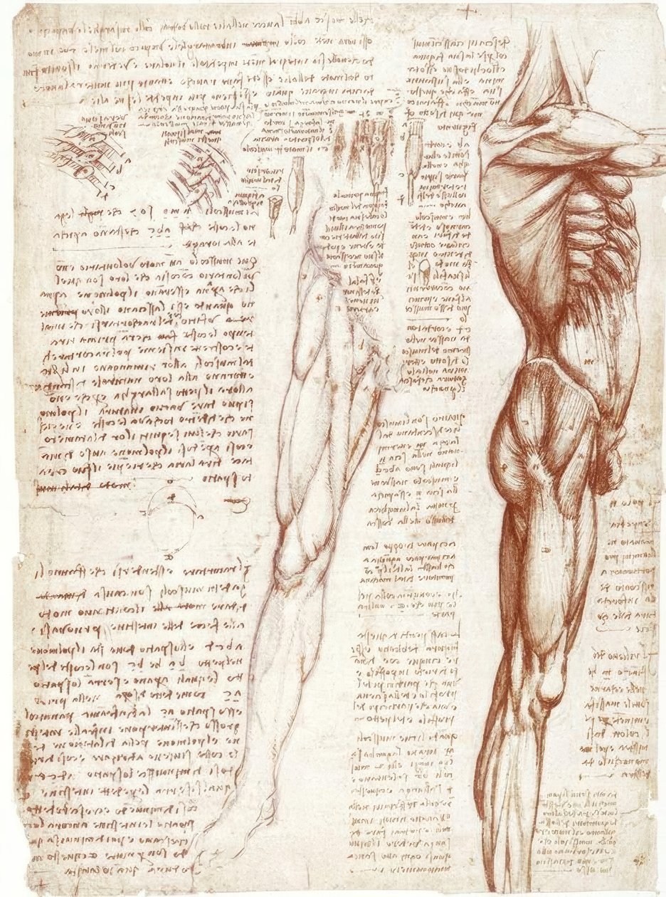 Anatomické studie: Svaly trupu a nohou od Leonardo da Vinci