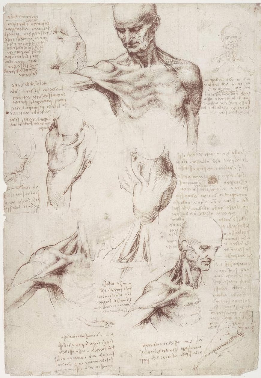 Anatomické studie: povrchové svaly krku a ramen od Leonardo da Vinci