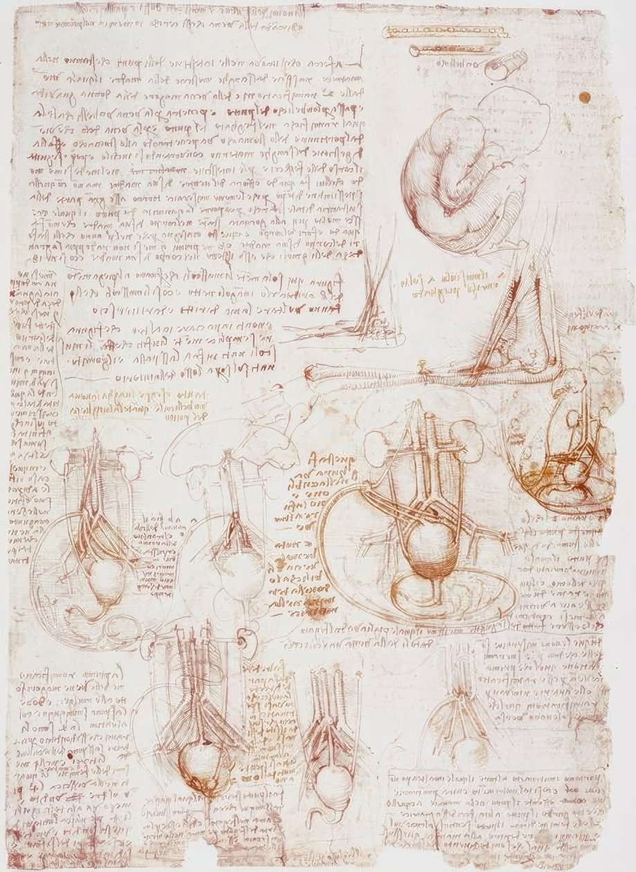 Anatomické studie: pupeční šňůra / plod ... od Leonardo da Vinci