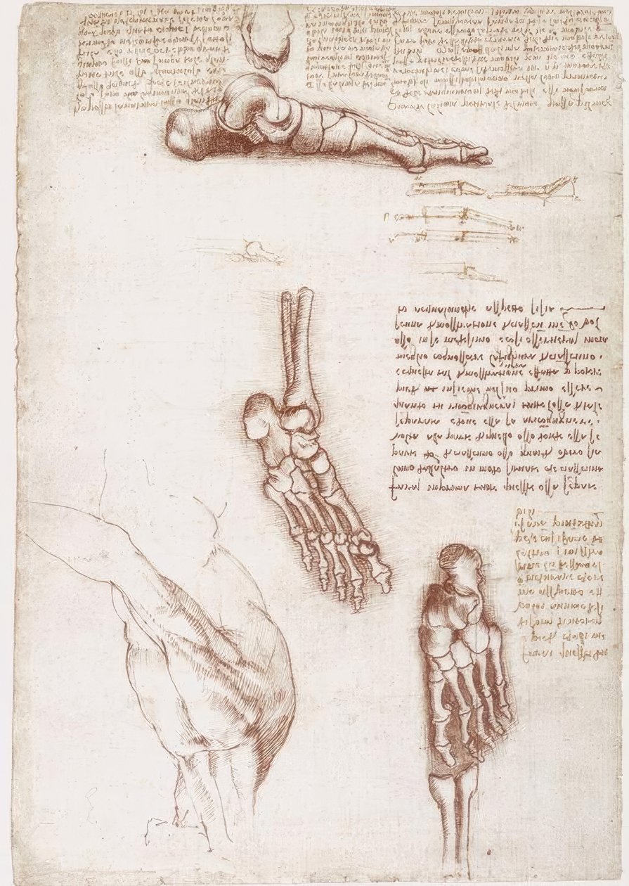 Anatomické studie: povrchová anatomie ramene / kostí chodidla od Leonardo da Vinci