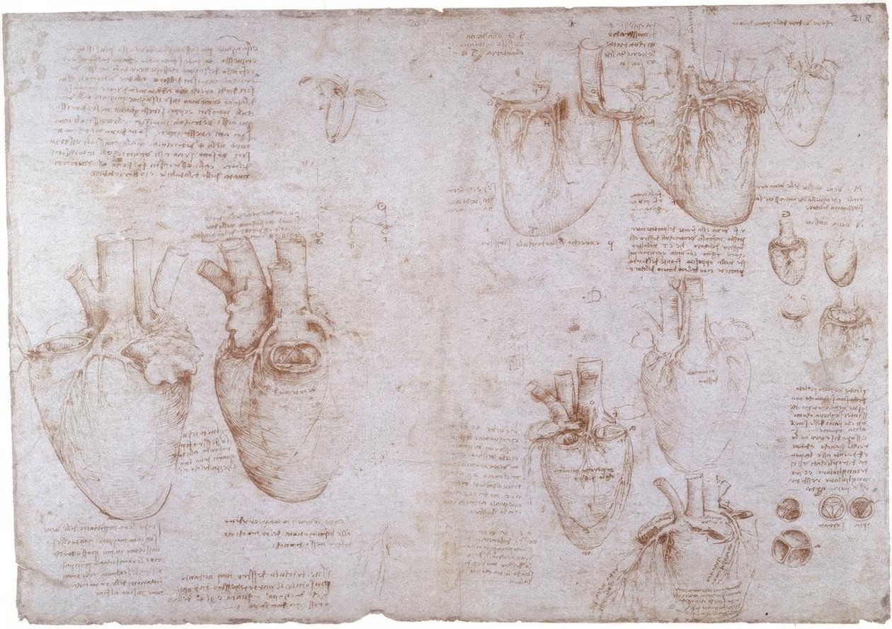 Anatomické studie: Povrchové žíly... od Leonardo da Vinci