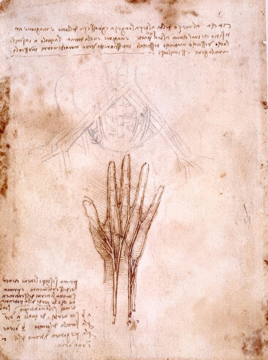 Anatomické studie: náčrt pánevních cév ... od Leonardo da Vinci