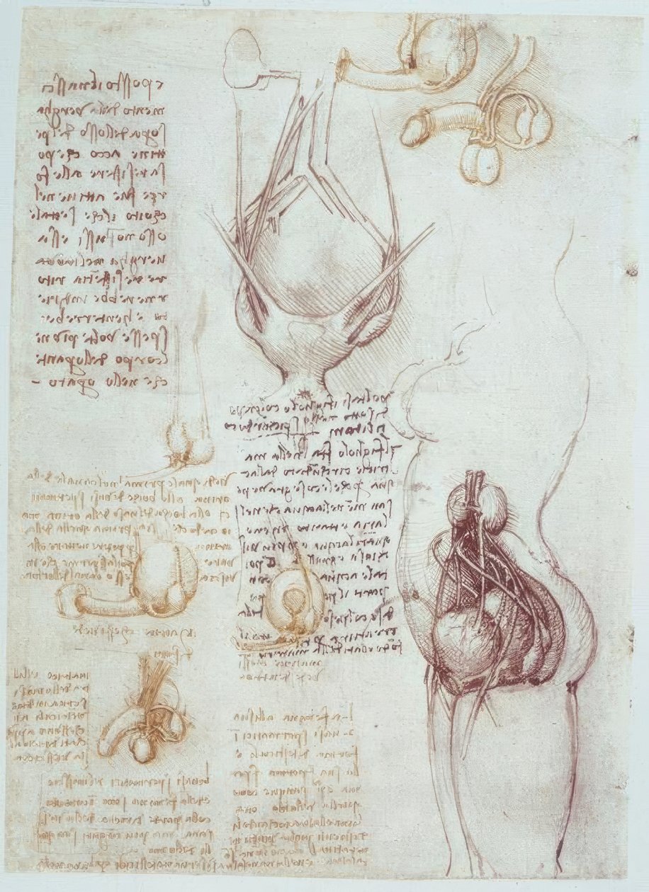 Anatomické studie: Srovnávací reprezentace mužských a ženských genitálií od Leonardo da Vinci