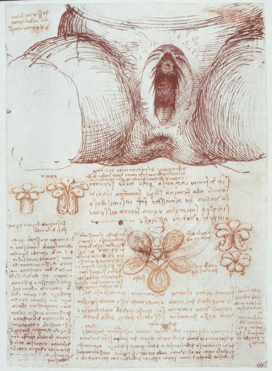 Anatomické studie: vulva vícerodičky po porodu od Leonardo da Vinci