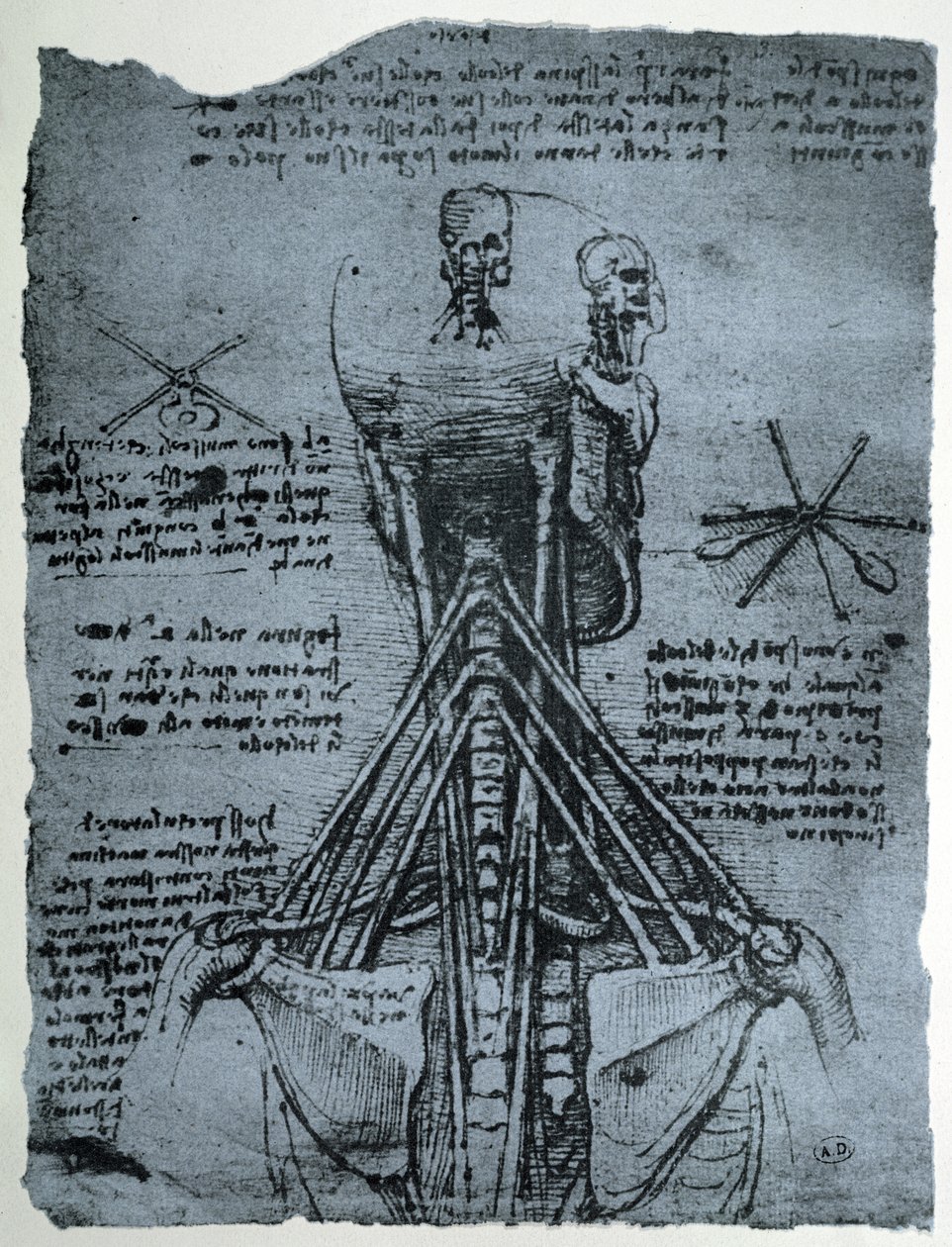 Kostní struktura lidského krku a ramene, faksimilní kopie od Leonardo da Vinci