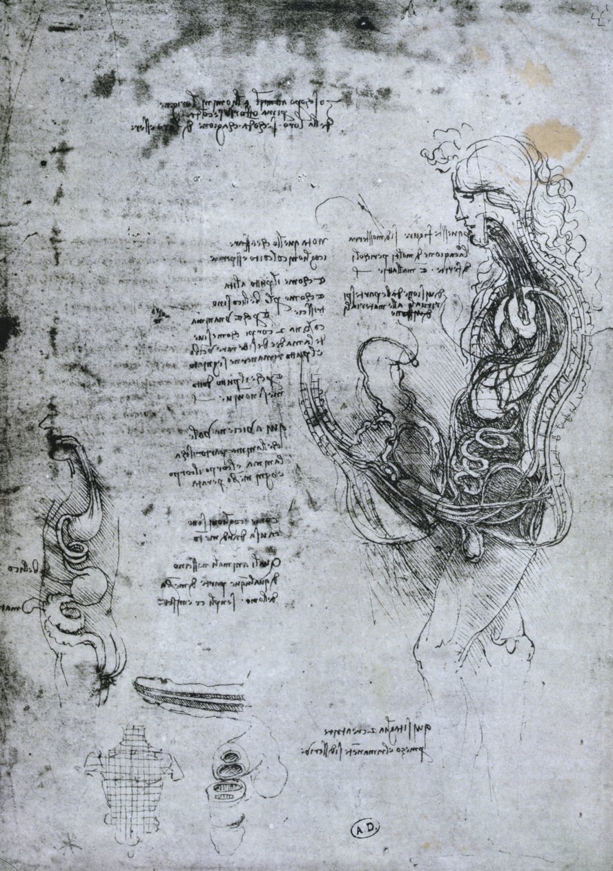 Coition of Hemisected Man and Woman, faksimile copy od Leonardo da Vinci