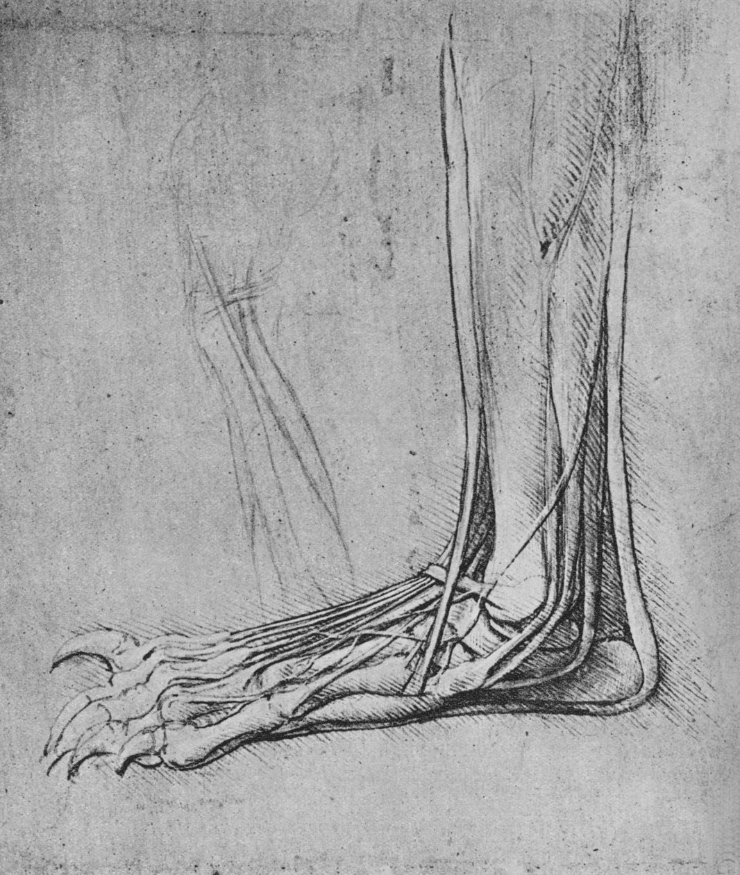 Pitva medvědí nohy doleva, c1480 1945 od Leonardo da Vinci