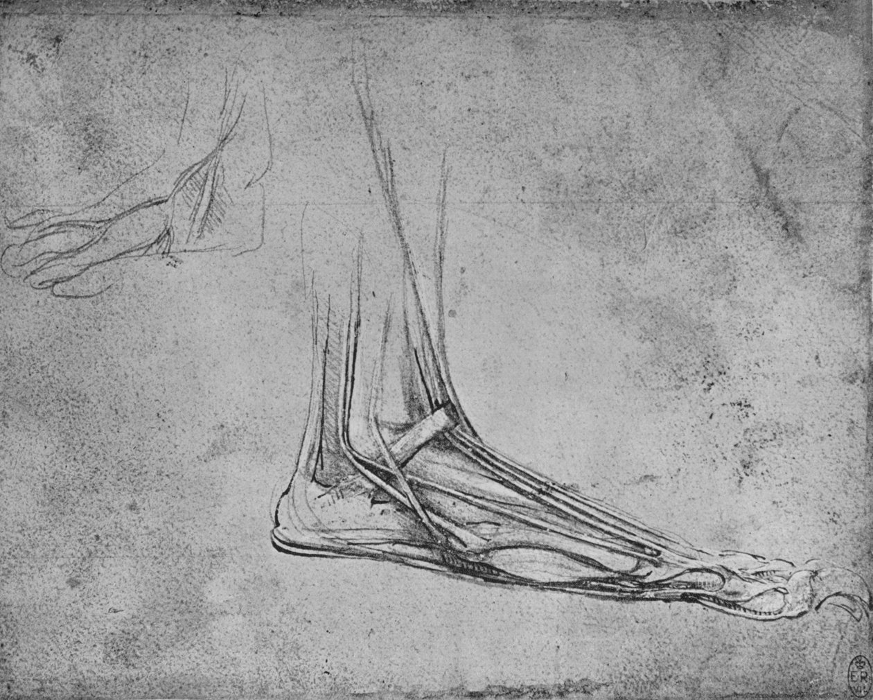 Pitva medvědí nohy doprava, c1480 1945 od Leonardo da Vinci