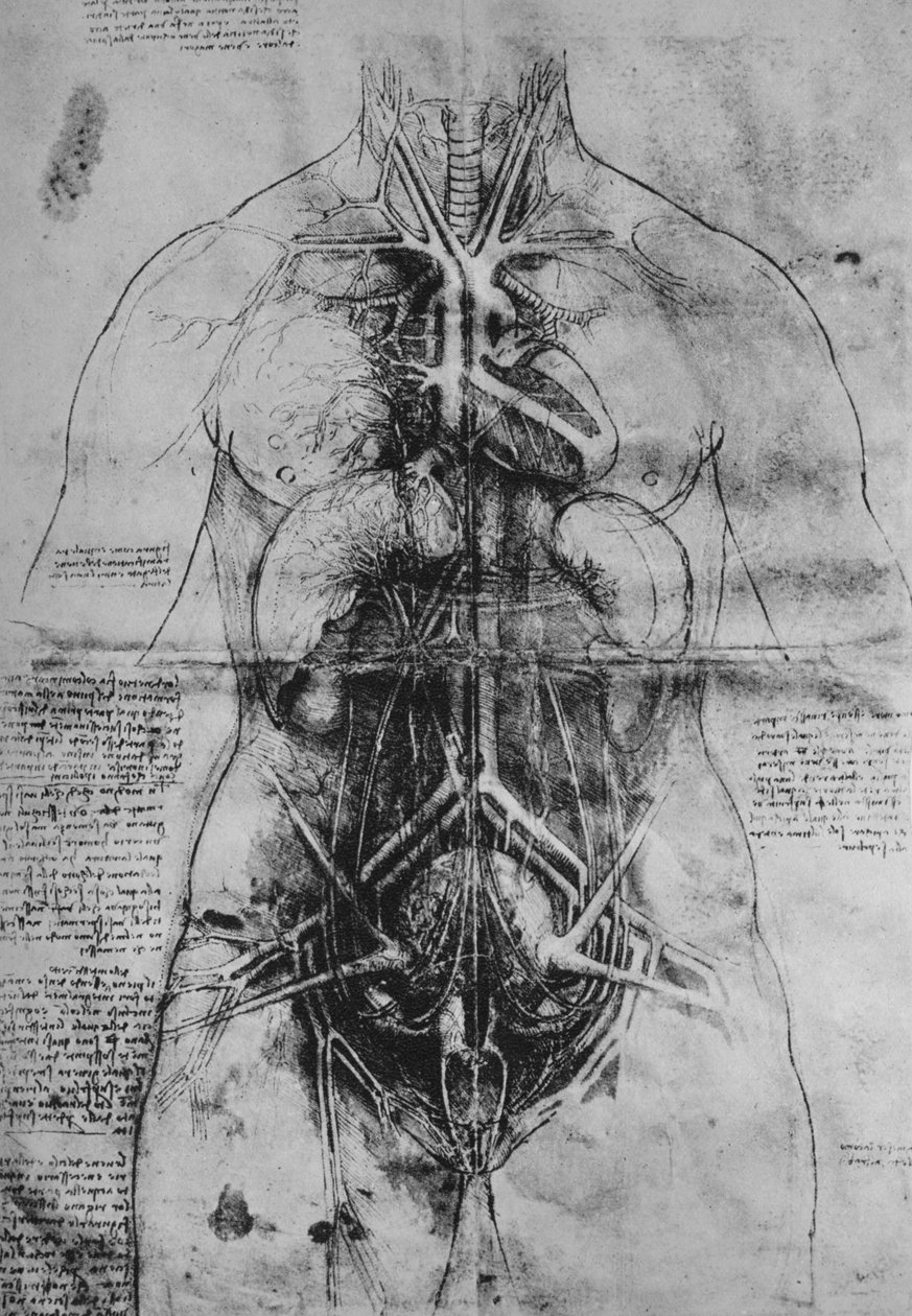 Pitva hlavních orgánů ženy, c1480 1945 od Leonardo da Vinci