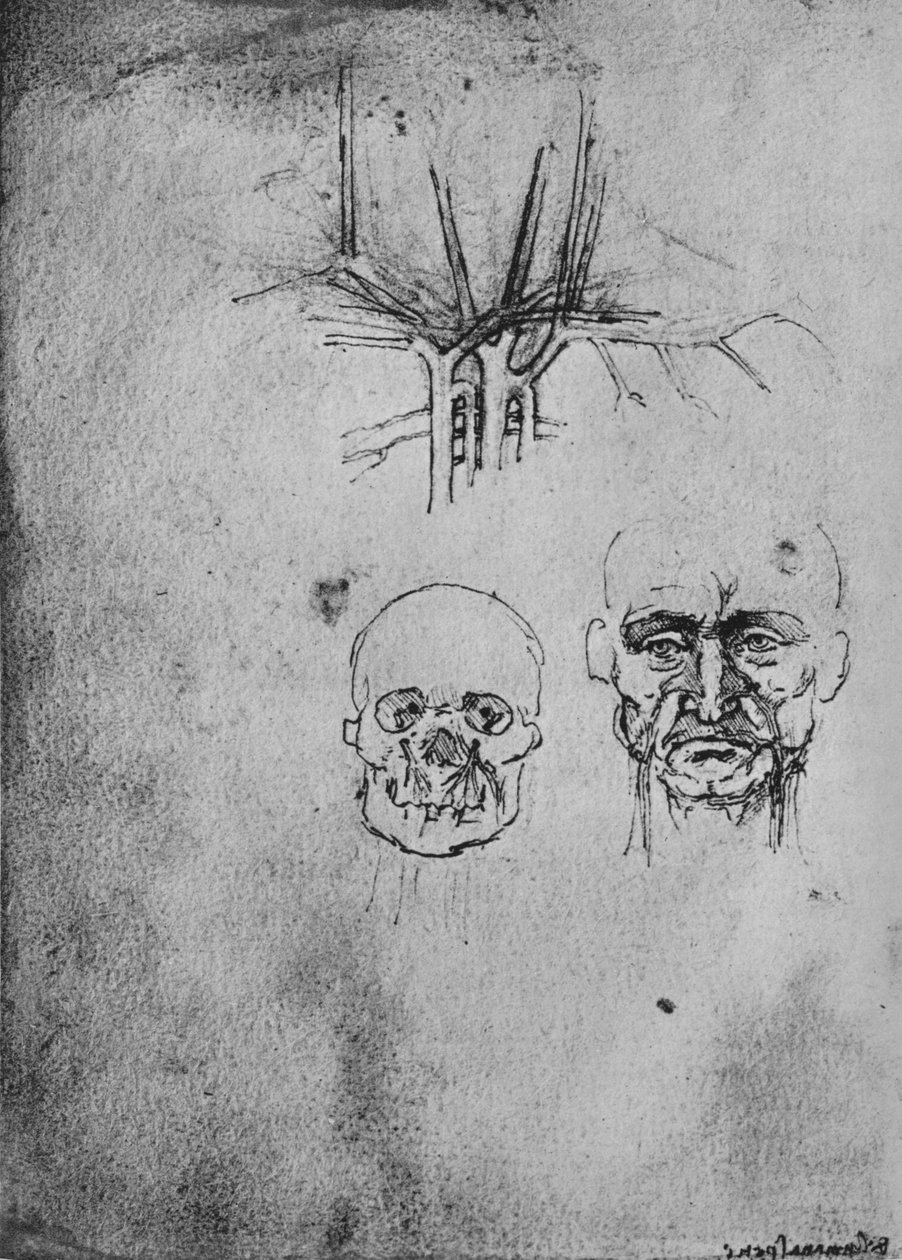Kresba znázorňující polohu krevních cév na krku a obličeji, c1480 1945 od Leonardo da Vinci