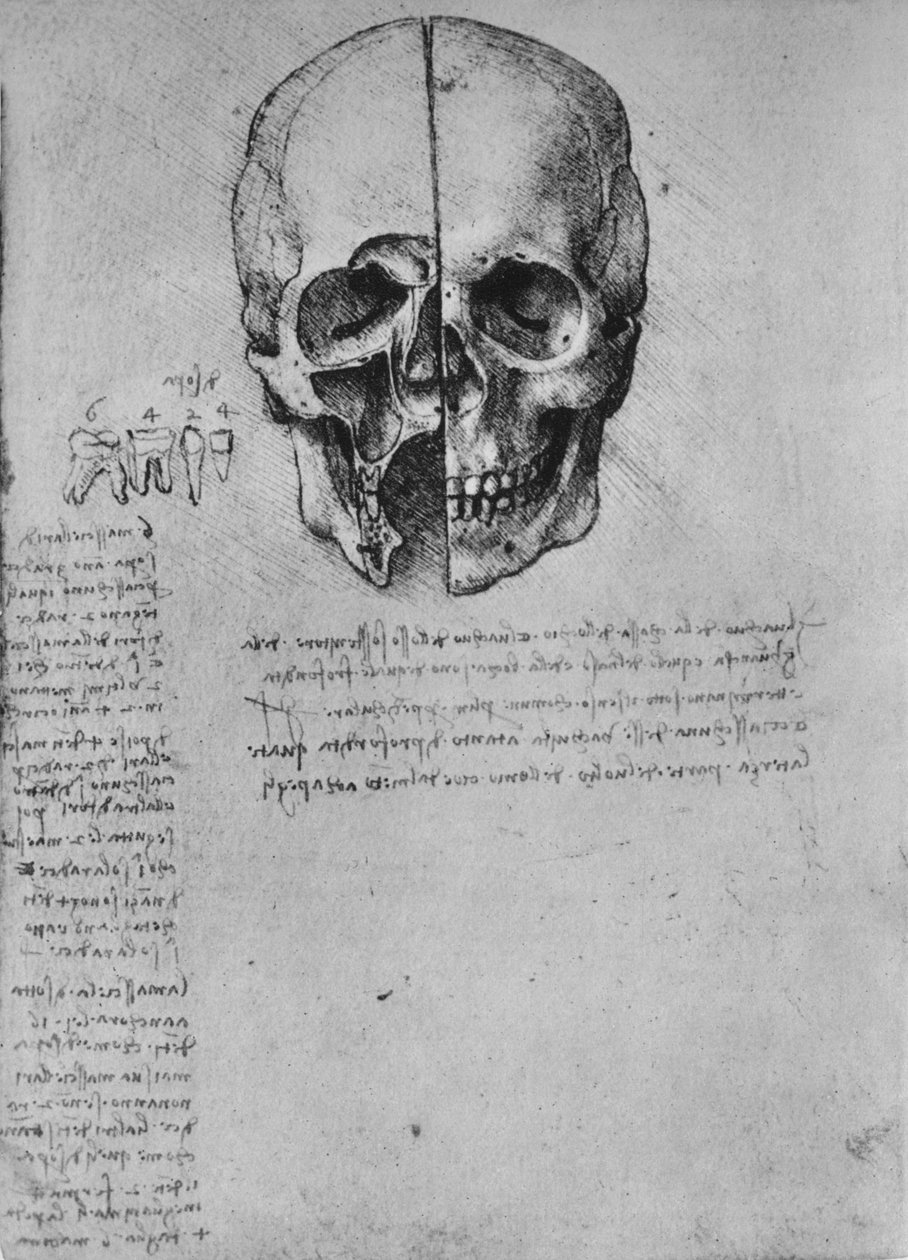 Kresba dvou polovin lebky, c1480 1945 od Leonardo da Vinci