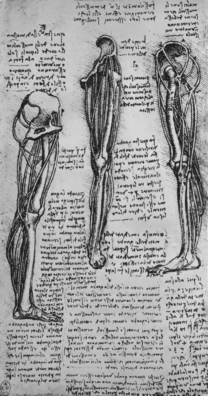 Kresby levé nohy zobrazující kosti a šlachy, c1480 1945 od Leonardo da Vinci
