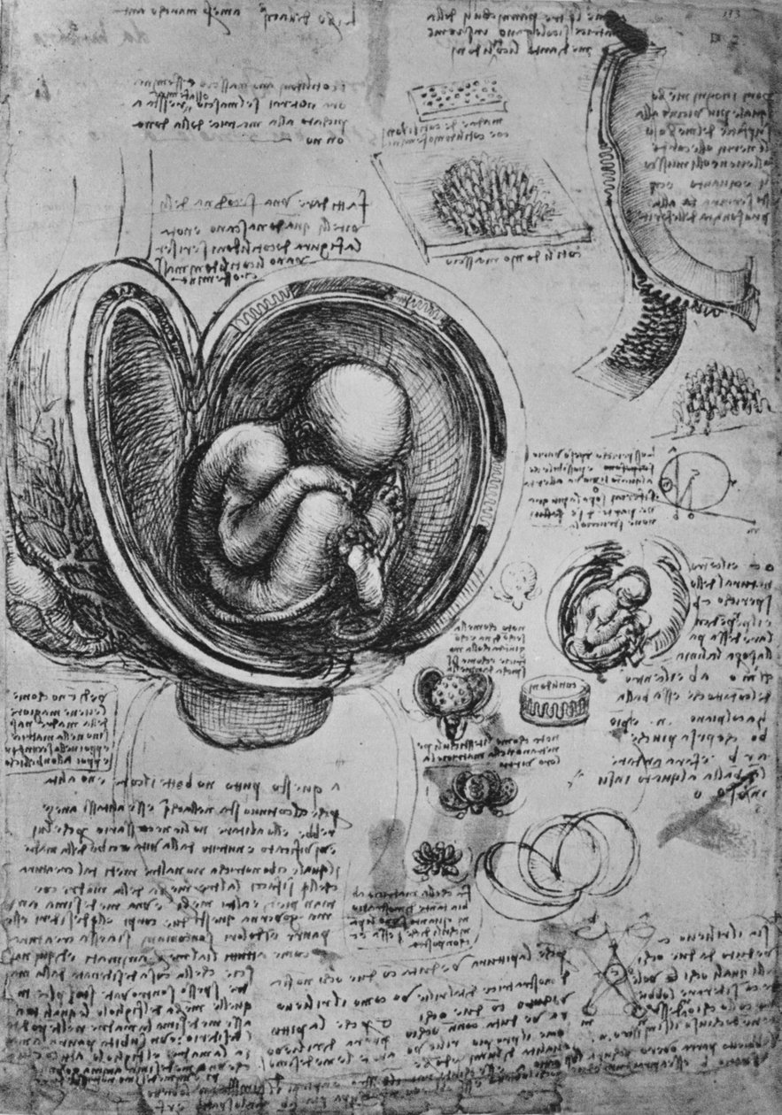 Kresby embrya v děloze, c1480 1945 od Leonardo da Vinci